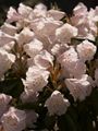 Rhododendron anwheiense-3 Różanecznik